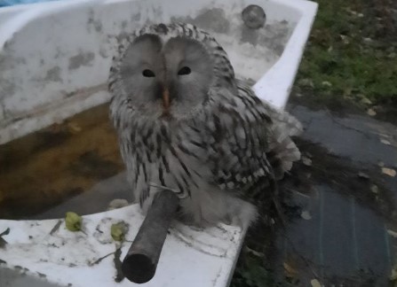 В Саратове волонтеры ловили сову во дворе частного дома